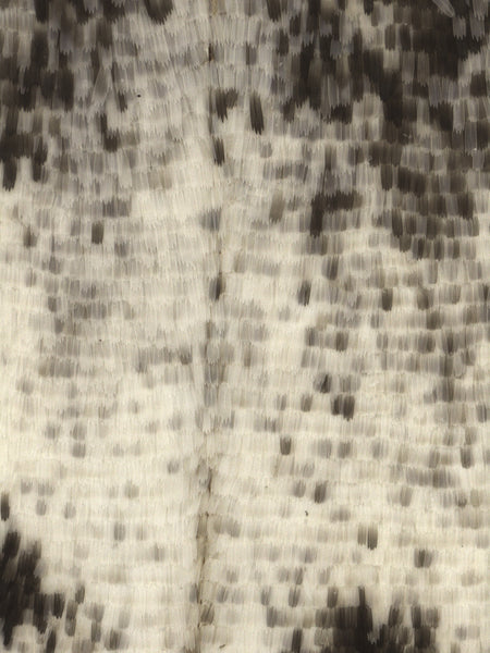 Butterfly Scales under a Microscope - Amala Carpets